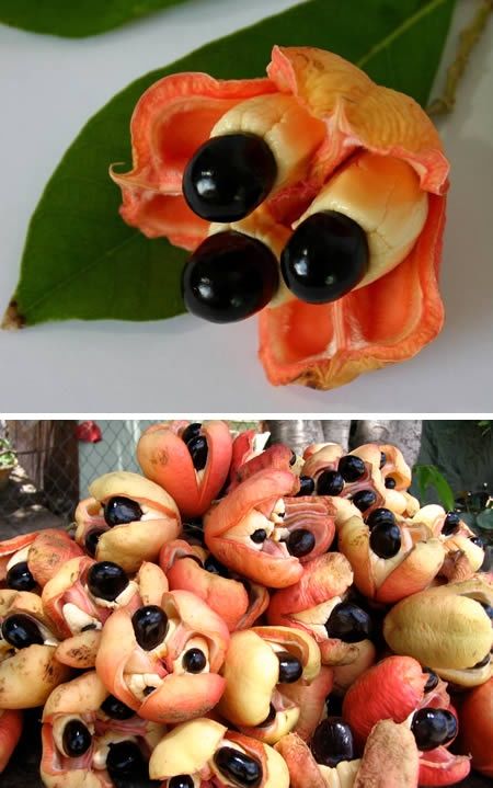 Ackee frutas exóticas desconhecidas