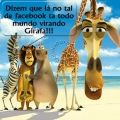 Girafa Facebook