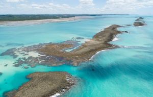 Tragédia ambiental em Maragogi: Como o maior recife de corais do Brasil está morrendo