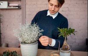 Plantas Murchas: 7 Técnicas eficazes que poucos conhecem para recuperá-las